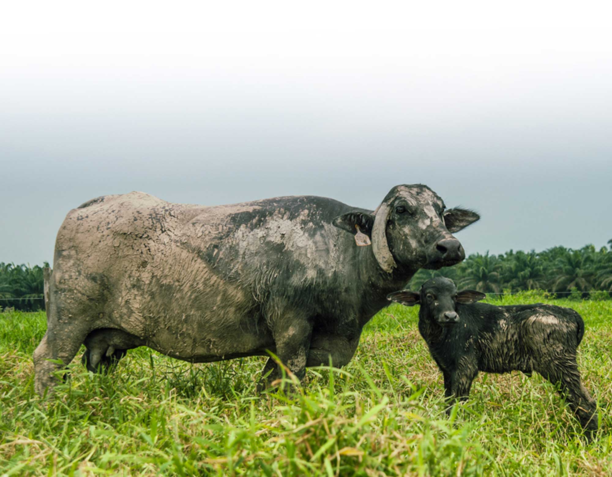 Agropecuaria